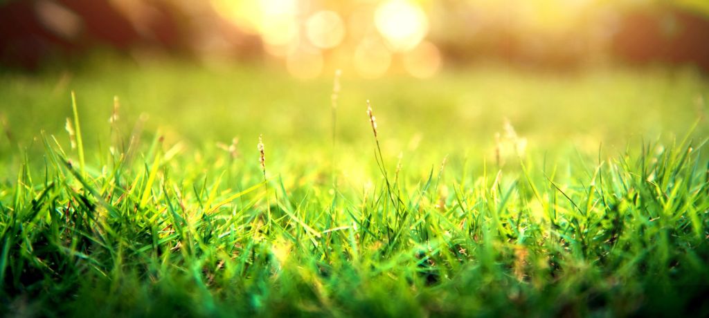 Baer and Blade Lawn Care Header image of grass with the sunshine.